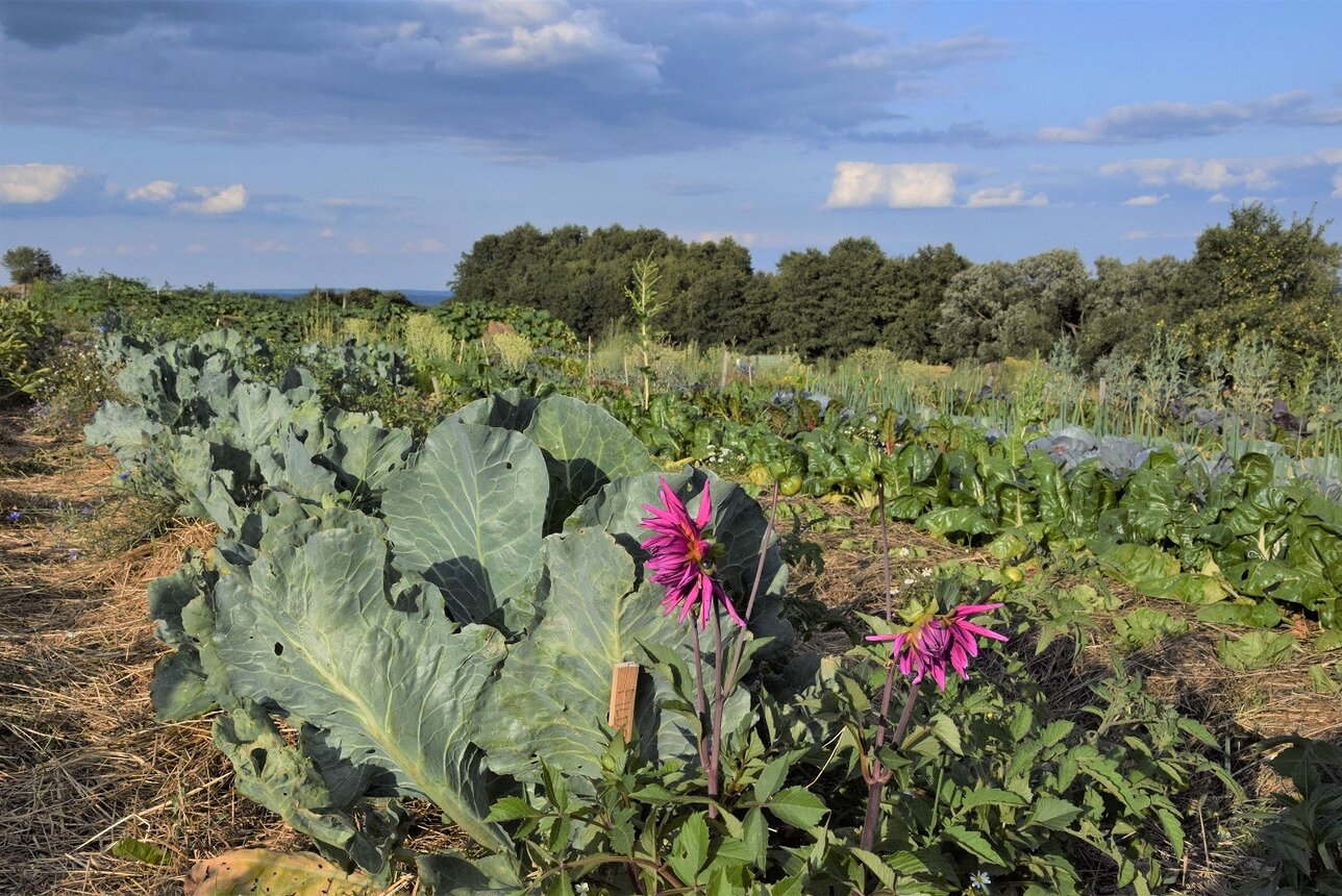 SONNENTOR FreiHof Gartenböden pflegen und Humus aufbauen